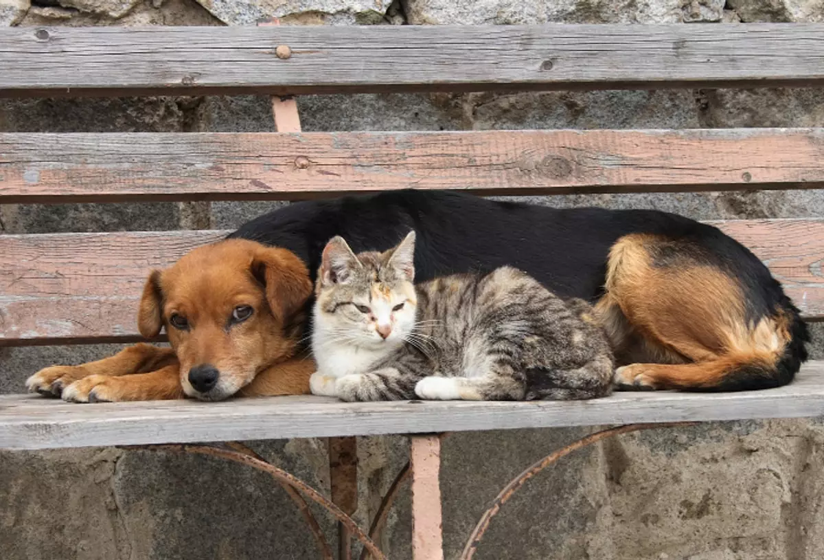 Mudanya Sokak Hayvanları