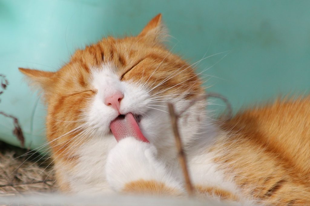 Kedi Zehirlenmesinde İlk 5 Dakikada Yapılması Gerekenler (Veteriner Onaylı!)