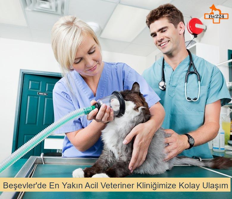 Beşevler'de En Yakın Acil Veteriner Kliniğimize Kolay Ulaşım