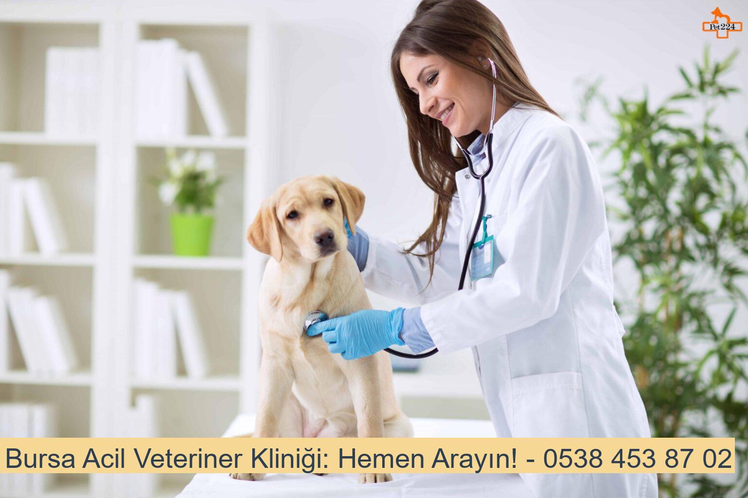 Bursa Acil Veteriner Kliniği: Hemen Arayın! ???? 0538 453 87 02