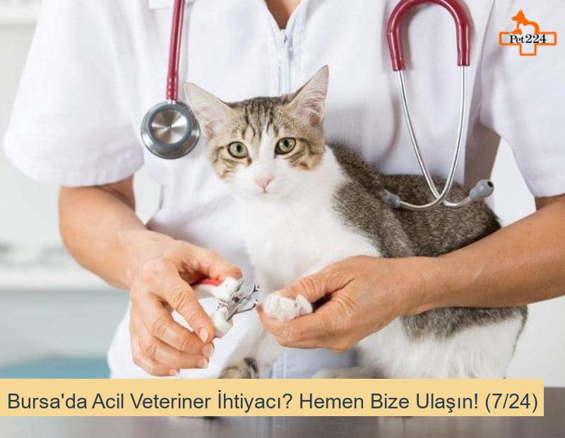Bursa'da Acil Veteriner İhtiyacı? Hemen Bize Ulaşın! (7/24)