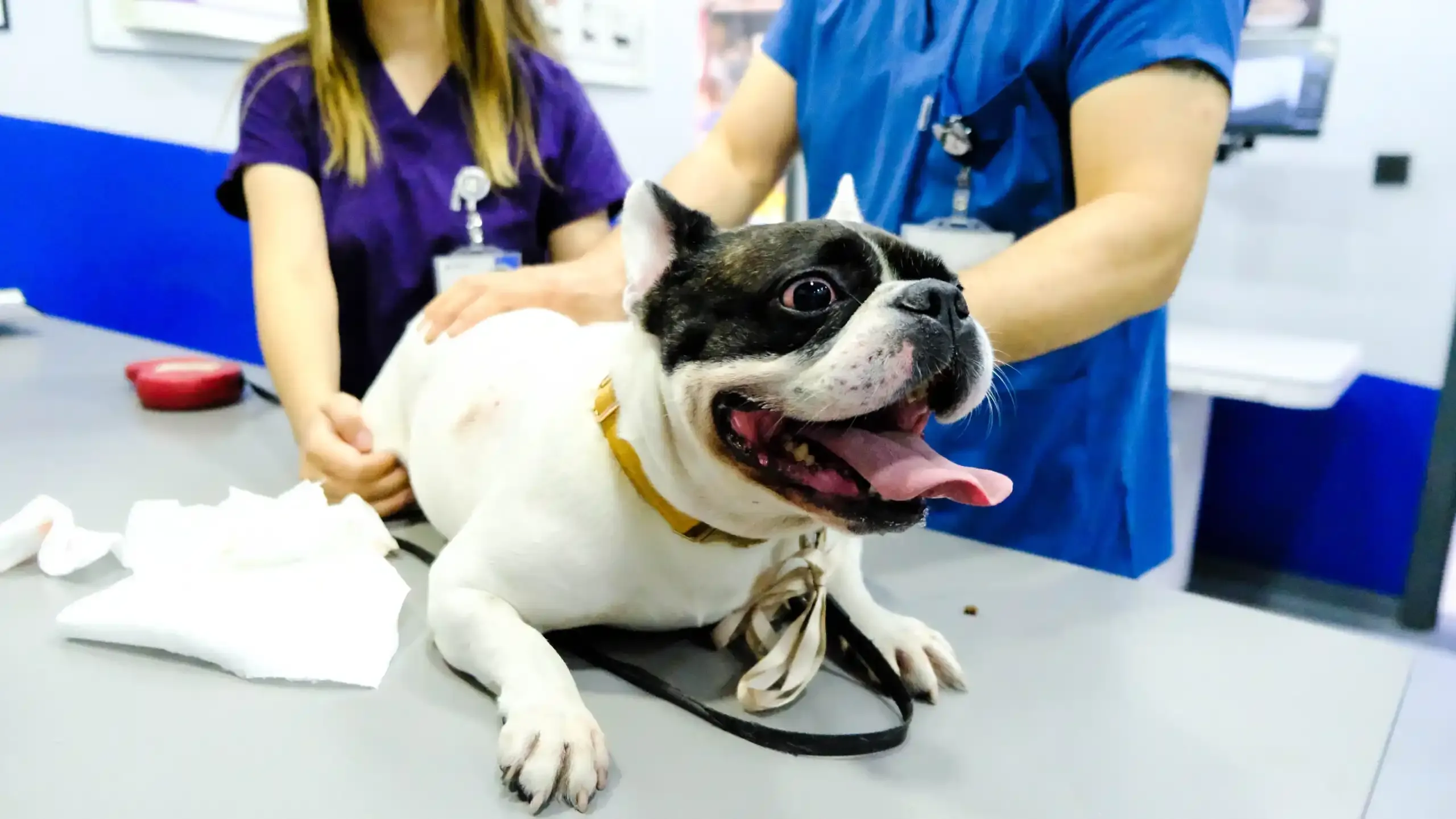 vet