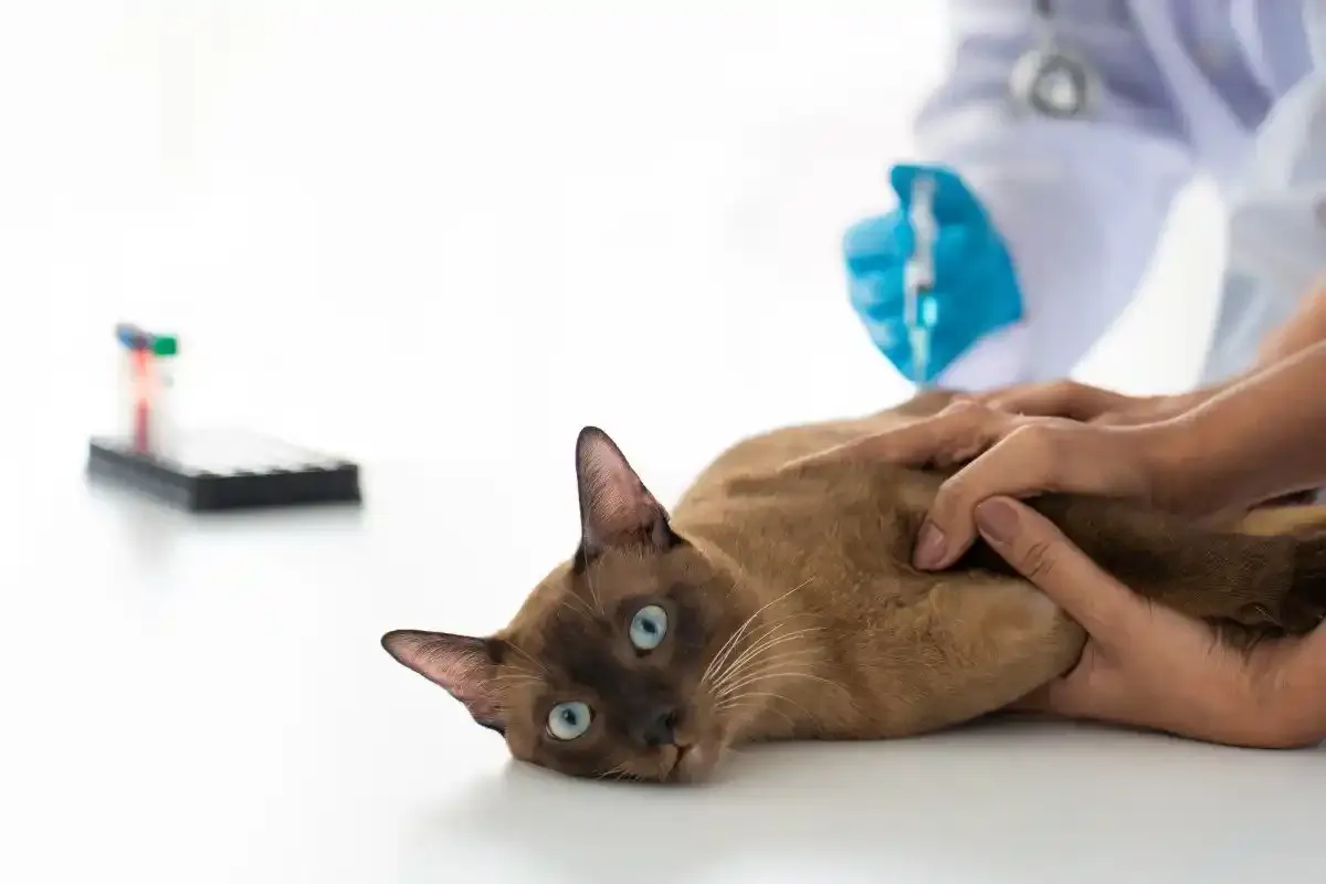 kedi-asi
