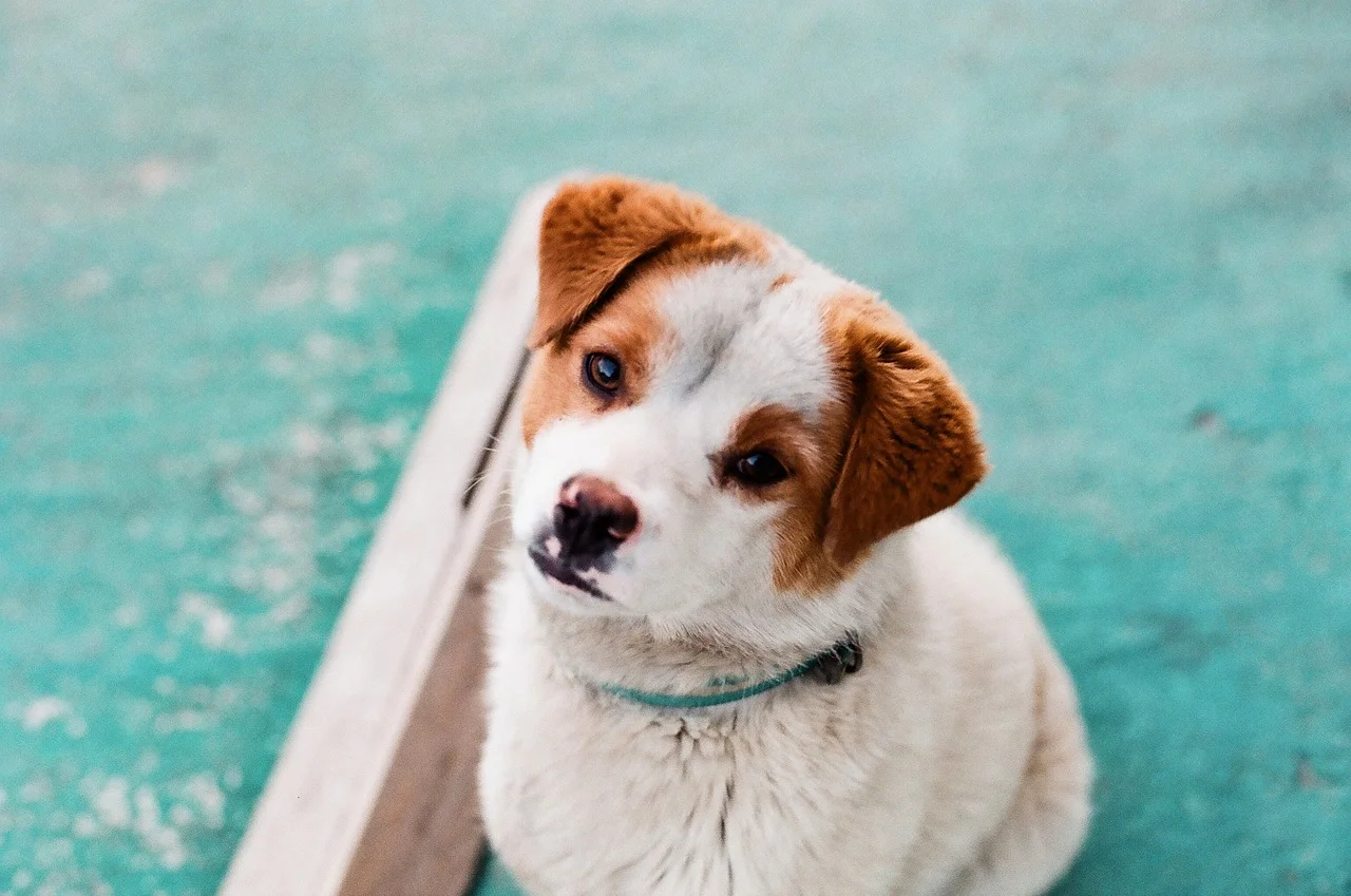 pet, dog, puppy, animal, cute, love, friendship, nature, friends, happy, young, doggy, pug, vet, funny