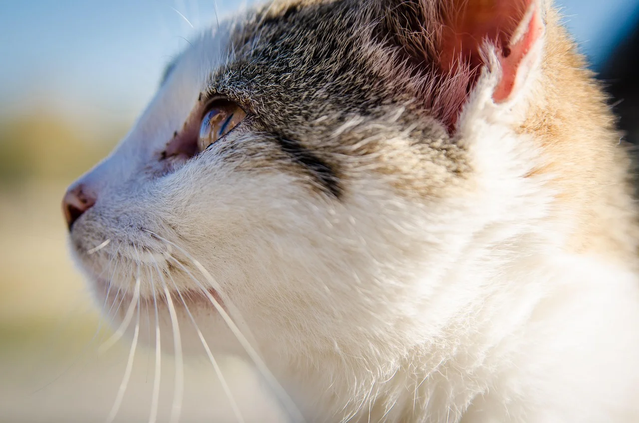 cat, kitten, animal, pet, nature, vet, fur